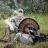 Texas turkey