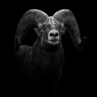 Wyoming Bighorn Ram