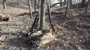 First double calling coons.