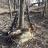 First double calling coons.