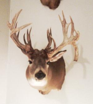 Whitetail buck