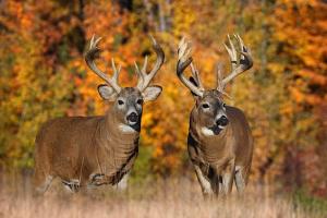 Which Whitetail Would You Pick?
