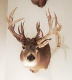 Whitetail buck