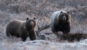 Alaskan Brown Bears