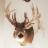 Whitetail buck