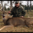 Whitetail deer