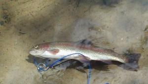 Rainbow trout