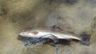 Rainbow trout