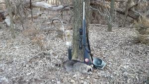 BWWA raccoon 