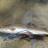 Rainbow trout