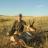 2011 Antelope pic 2