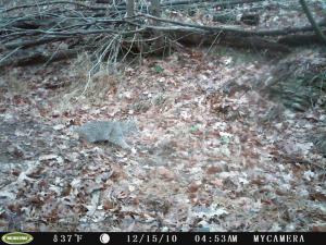 Look out bobcat!