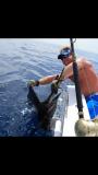 Sailfish
