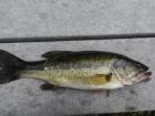 Jumping largemouth bass