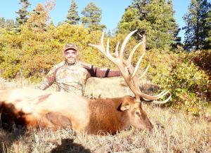 Colorado elk