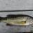 Jumping largemouth bass