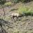 Mt View 6x6 bull - pic 1