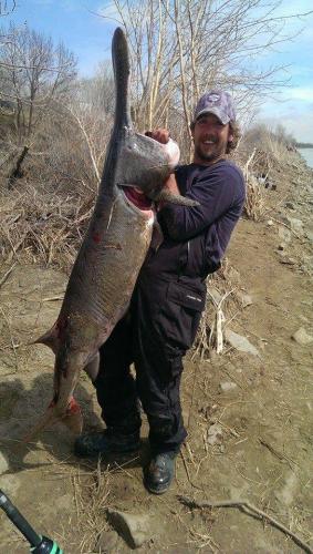 North Dakota Paddle Fish