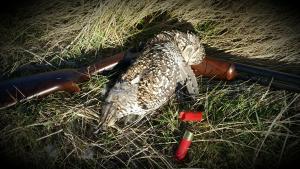 Sharptail grouse