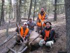 Matts bull