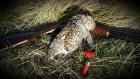Sharptail grouse