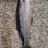 Hard fighting rainbow trout