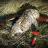 Sharptail grouse