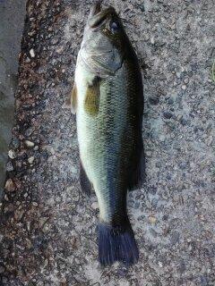 10-minute Largemouth 