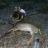 2011 WA whitetail 2