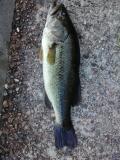 10-minute Largemouth 