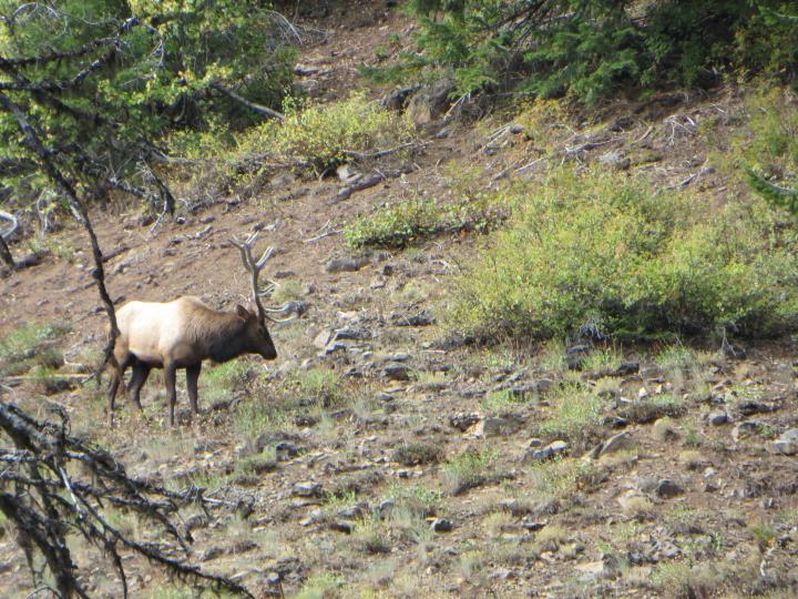 Mt View 6x6 bull - pic 2