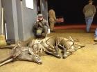 Whitetail