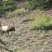 Mt View 6x6 bull - pic 2