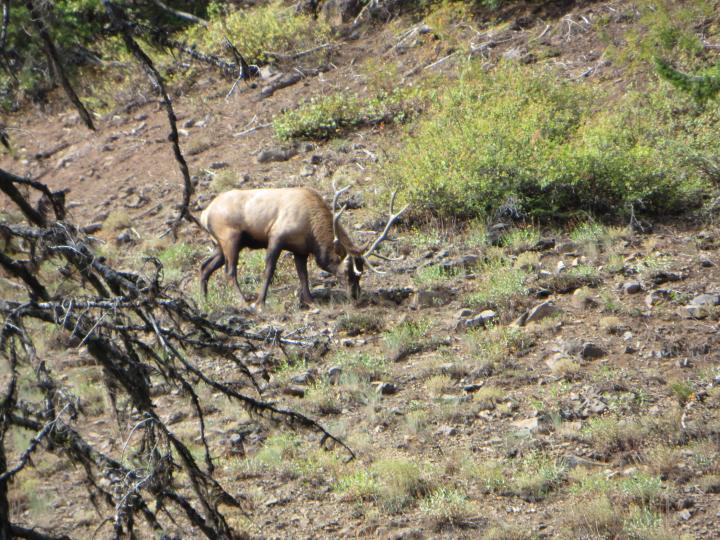 Mt View 6x6 bull - pic 3
