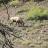Mt View 6x6 bull - pic 3