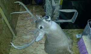 Marsh Trophy Room