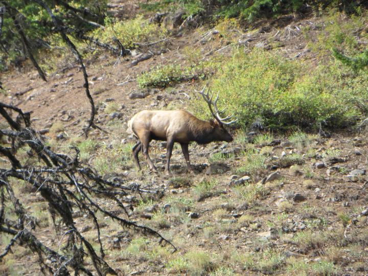 Mt View 6x6 bull - pic 4