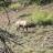 Mt View 6x6 bull - pic 4
