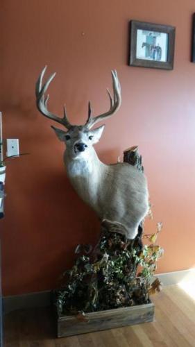 Whitetail