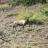 Mt View 6x6 bull - pic 5