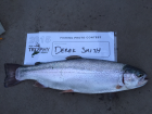 Rainbow Trout
