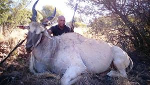 Cape eland bull