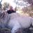 Cape eland bull