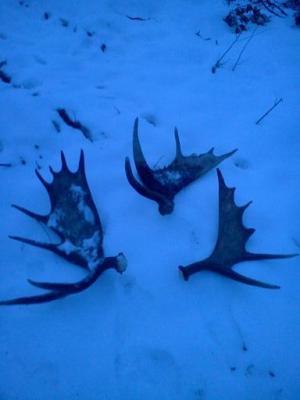 Moose sheds