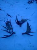 Moose sheds