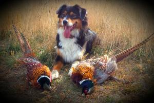 Pheasants
