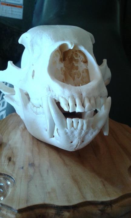 Bear Skull