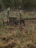 The first hogs I have trapped
