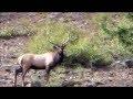 Mt View 6x6 bull elk - part1