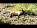 Mt View 6x6 bull elk - part2